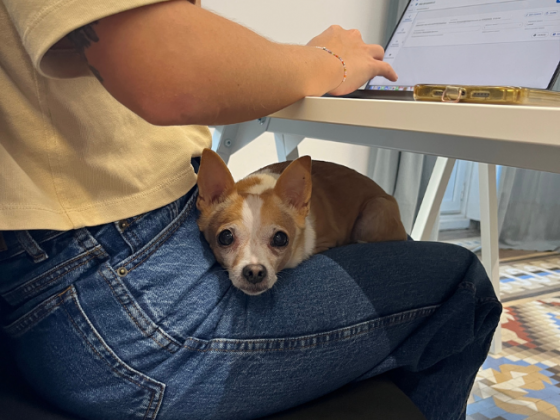 coworking valencia pet-friendly